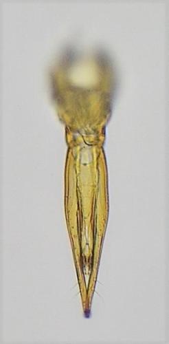 Réf. 318 236 : Bacanius punctiformis